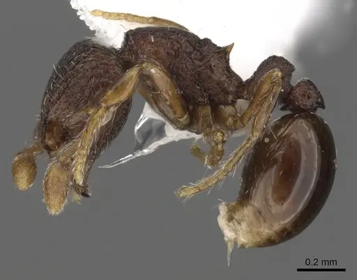 Adelomyrmex betoi - CASENT0901019