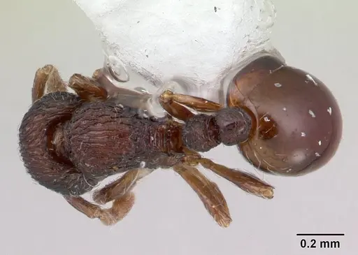 Adelomyrmex betoi - JTLC000003150