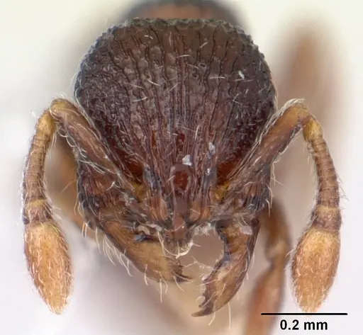Adelomyrmex betoi - JTLC000003150