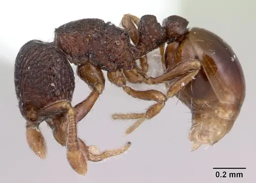 Adelomyrmex betoi - JTLC000003150