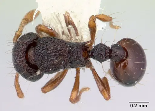 Adelomyrmex biroi specimen