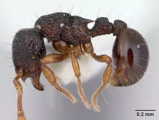 Adelomyrmex biroi specimen