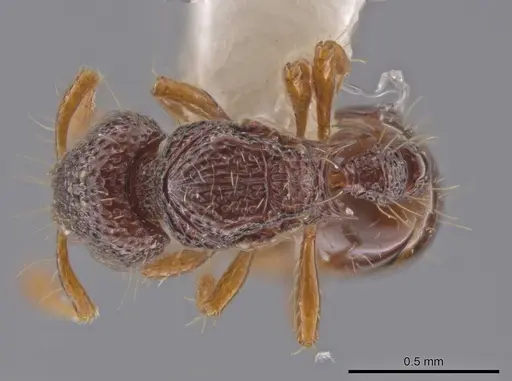 Adelomyrmex biroi - CASENT0632281