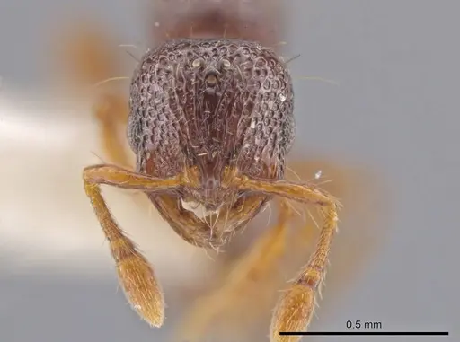 Adelomyrmex biroi - CASENT0632281