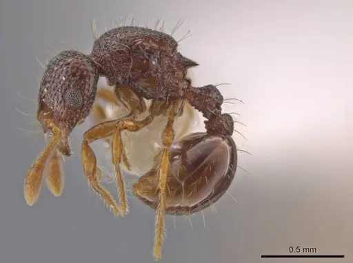 Adelomyrmex biroi - CASENT0632281