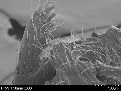 Adelomyrmex biroi - CASENT0632303