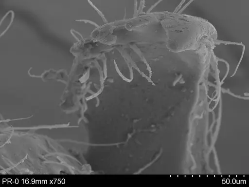 Adelomyrmex biroi - CASENT0632303