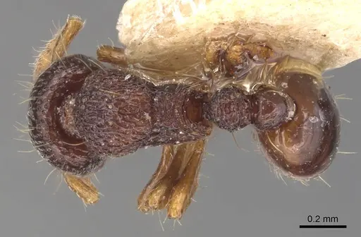 Adelomyrmex biroi - CASENT0904783