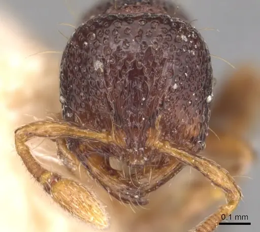 Adelomyrmex biroi - CASENT0904783