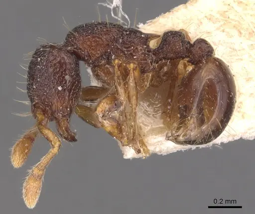 Adelomyrmex biroi - CASENT0904783