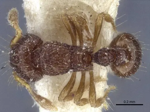 Adelomyrmex biroi - CASENT0916623