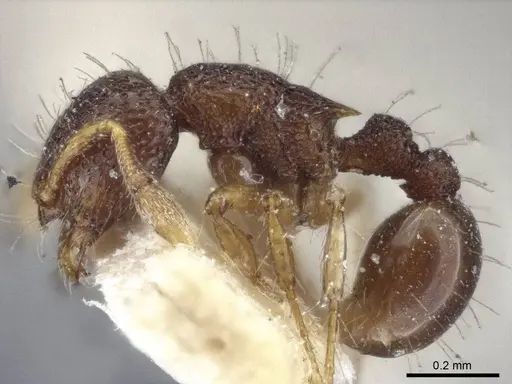 Adelomyrmex biroi - CASENT0916623