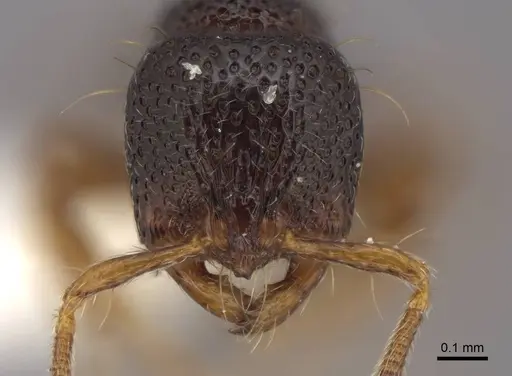 Adelomyrmex biroi - FMNHINS0000065818