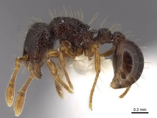 Adelomyrmex biroi - FMNHINS0000065818