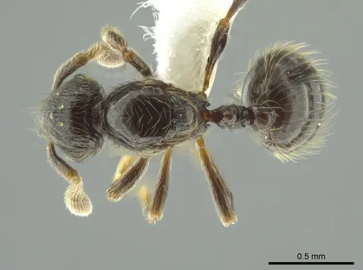 Adelomyrmex bispeculum specimen