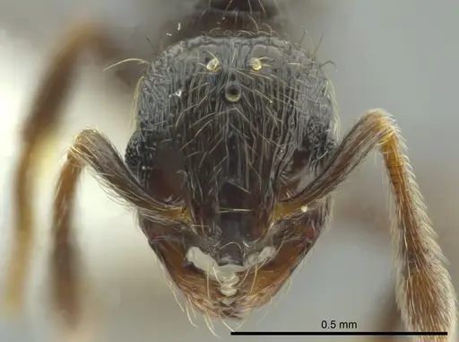 Adelomyrmex bispeculum specimen