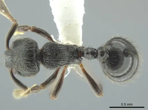 Adelomyrmex bispeculum - CASENT0618512