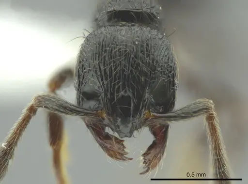 Adelomyrmex bispeculum - CASENT0618512