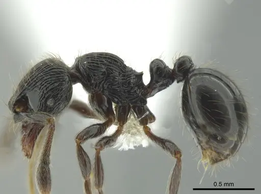 Adelomyrmex bispeculum - CASENT0618512
