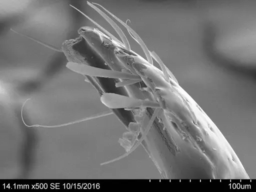 Adelomyrmex bispeculum - CASENT0631975