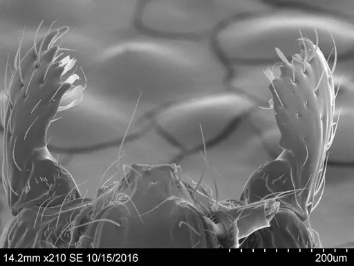 Adelomyrmex bispeculum - CASENT0631975