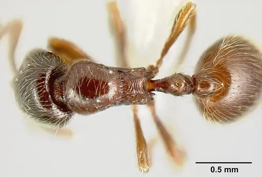 Adelomyrmex brenesi specimen