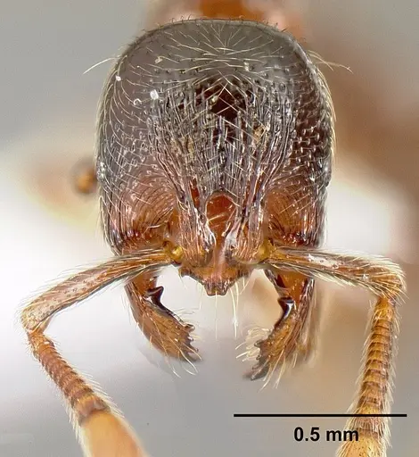Adelomyrmex brenesi specimen