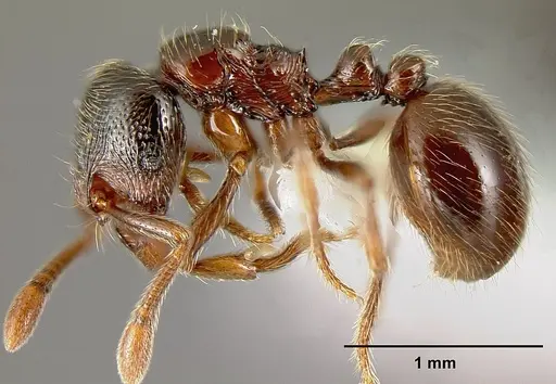 Adelomyrmex brenesi specimen