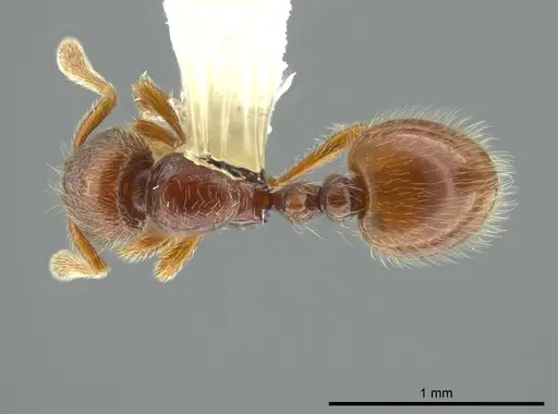 Adelomyrmex coco specimen