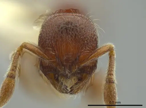 Adelomyrmex coco specimen