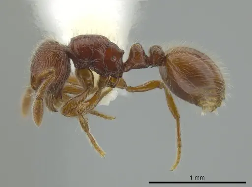Adelomyrmex coco specimen
