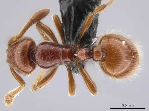 Adelomyrmex coco - CASENT0634318