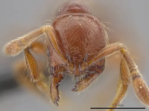 Adelomyrmex coco - CASENT0634318