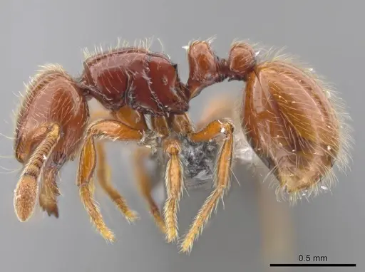 Adelomyrmex coco - CASENT0634318