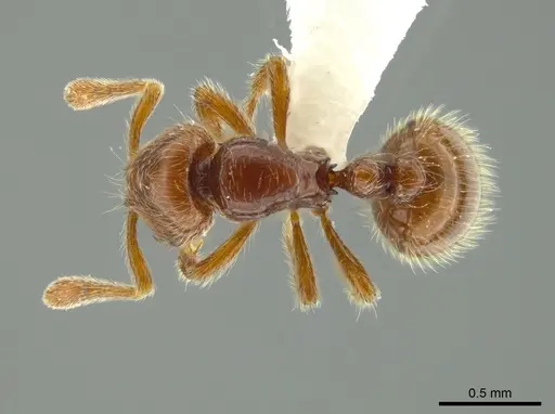 Adelomyrmex coco - JTLC000004336