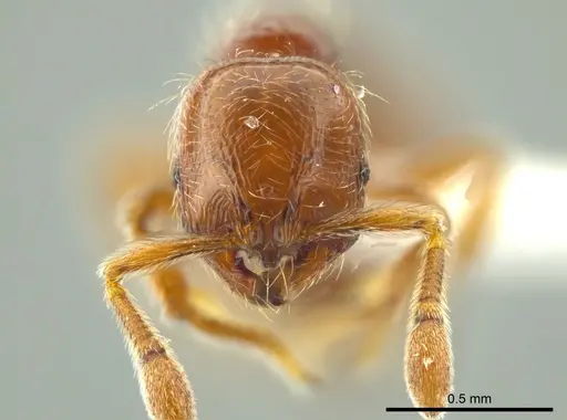 Adelomyrmex coco - JTLC000004336