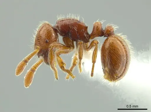 Adelomyrmex coco - JTLC000004336