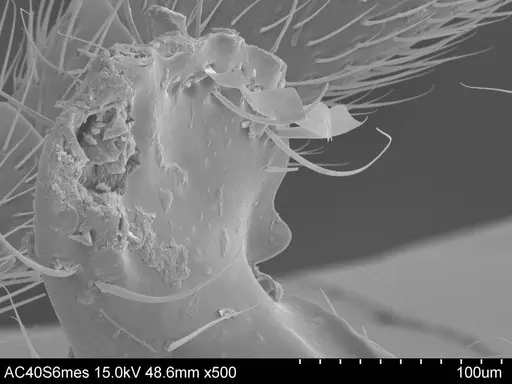 Adelomyrmex cristiani specimen