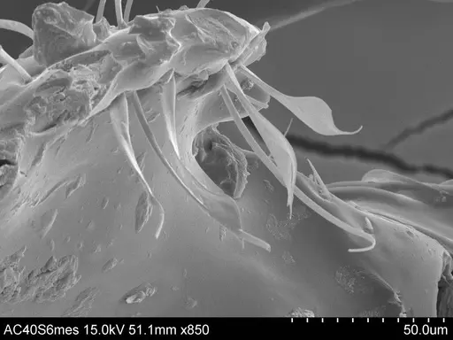 Adelomyrmex cristiani specimen