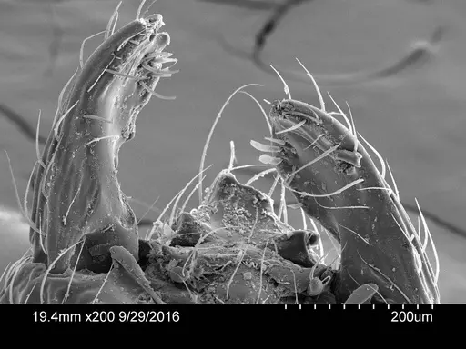 Adelomyrmex dentivagans specimen