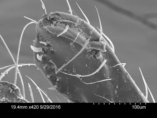 Adelomyrmex dentivagans specimen