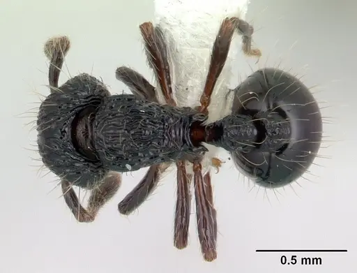 Adelomyrmex dentivagans - JTLC000009698