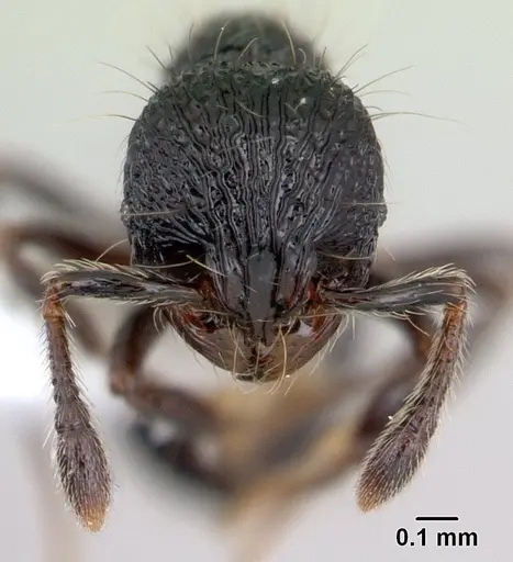 Adelomyrmex dentivagans - JTLC000009698