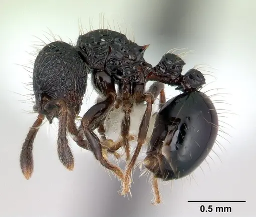 Adelomyrmex dentivagans - JTLC000009698