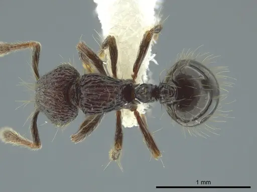 Adelomyrmex dentivagans - JTLC000014362