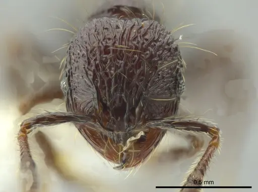 Adelomyrmex dentivagans - JTLC000014362