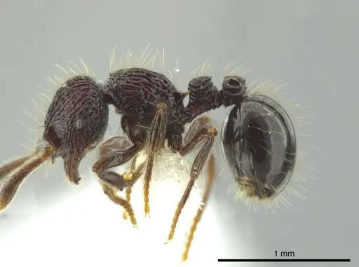 Adelomyrmex dentivagans - JTLC000014362