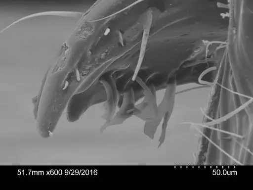 Adelomyrmex dorae specimen