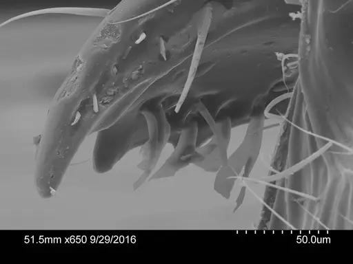 Adelomyrmex dorae specimen