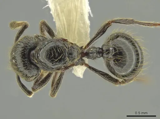 Adelomyrmex dorae - CASENT0637762